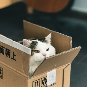 Mystery Box